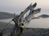 Kornati - pahýl stromu